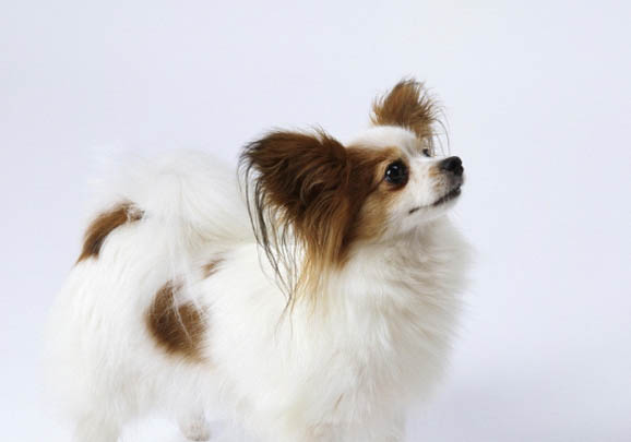蝴蝶犬最多能长多大