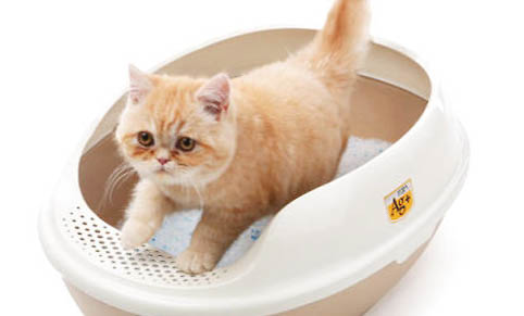 生病猫咪快死前的症状