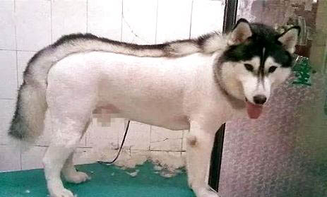 狗狗能吃哈密瓜西瓜吗