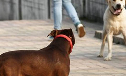 狗狗得冠状病毒的症状