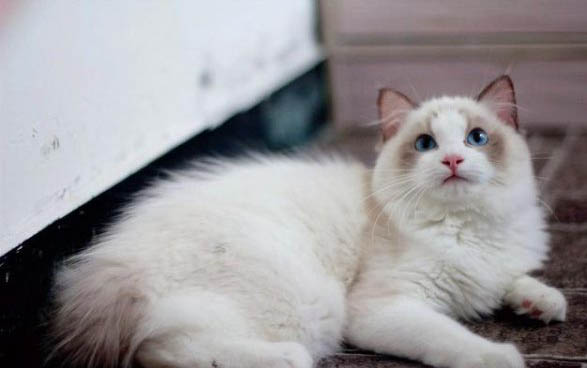 刚出生的小猫眼睛肿了