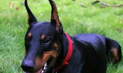 犬瘟热有哪些治疗方法