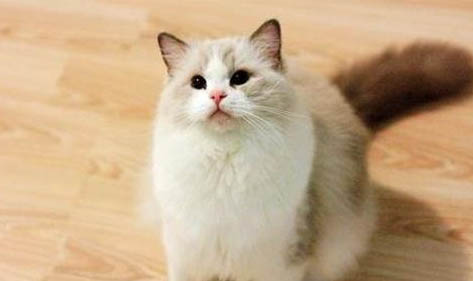 猫咪吐完之后能吃东西吗?