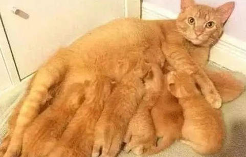 猫喝羊奶拉稀怎么办