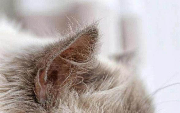 如何让小猫不咬人