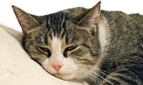 猫呼吸声很重好像鼻塞什么原因