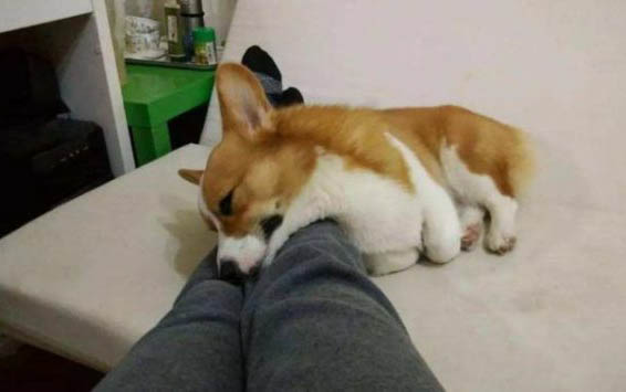 狗狗可以吃猪骨头吗