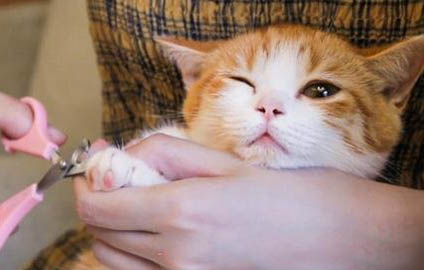 猫咪睡觉鼻子干正常吗