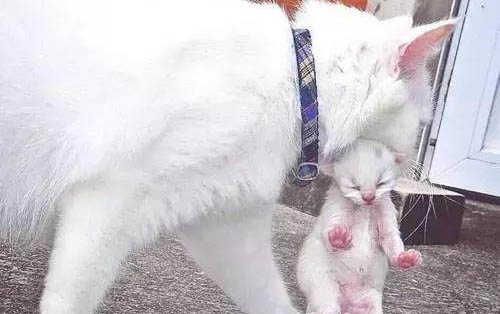 小猫出生几天可以看出公母