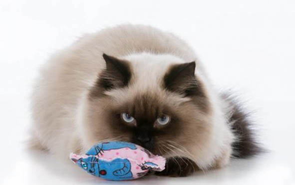 怎么让没睁眼的猫养活