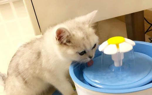 猫尿黄食欲不振的原因有哪些