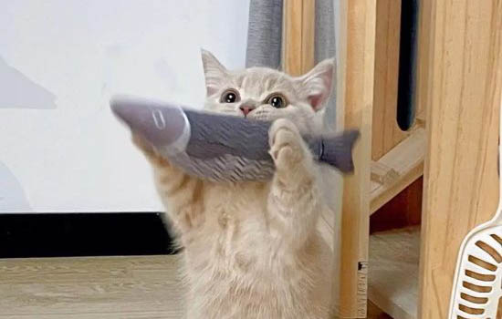 猫冷的表现