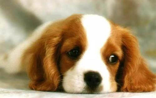 狗狗得了犬副流感可以吃东西吗