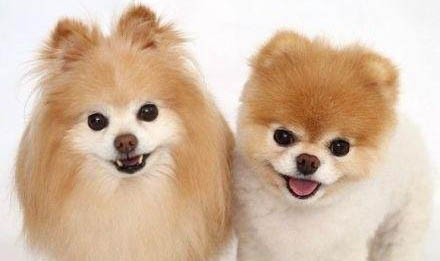小型犬狗粮可以给大型犬吃吗