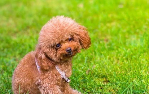 泰迪幼犬狗粮哪个牌子好