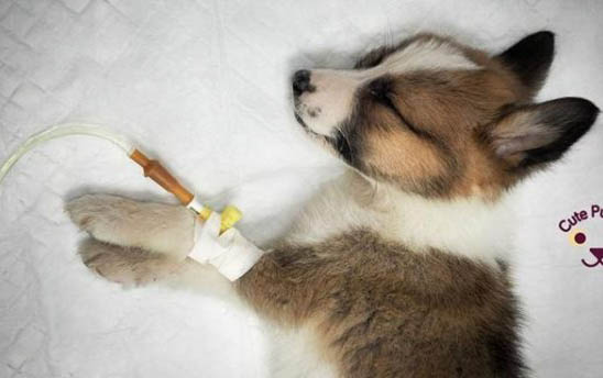 狗狗怀孕有哪些症状