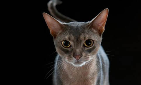 猫咪受凉拉稀快速解决
