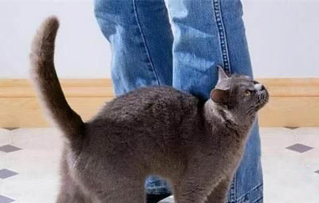 猫咪耳朵流黄水的原因及处理方法