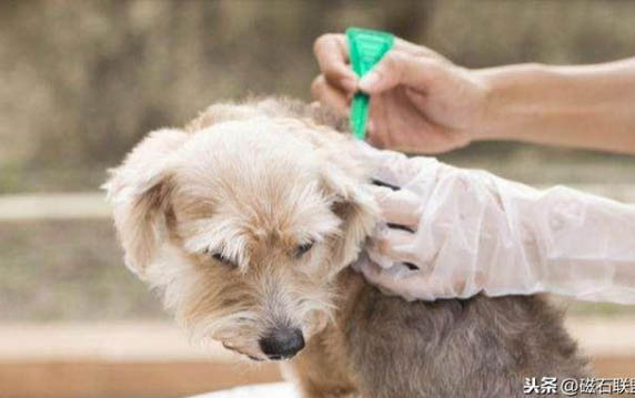 狗需要每年打疫苗吗