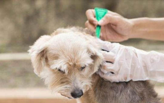 狗狗毛发干枯怎么办