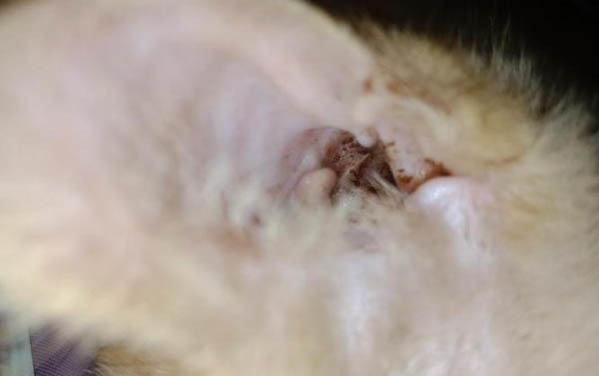 猫咪吐口水是什么原因呢