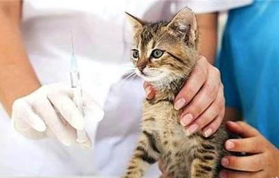 现在猫咪得了口炎一般还能活多久