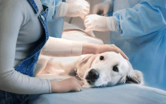 狗长肿瘤一般能活多久
