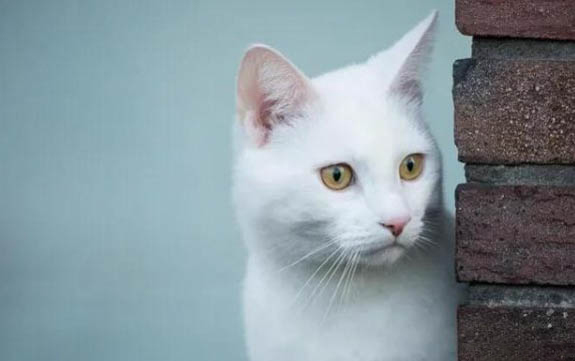 猫咪尿闭有什么症状?