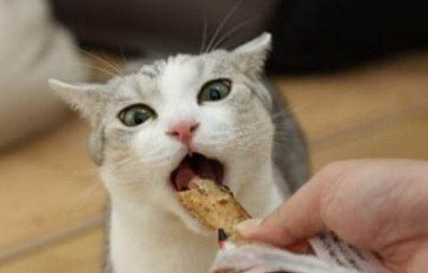 猫咪一般寿命多少年
