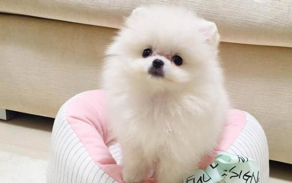 两只公狗可以一起养吗