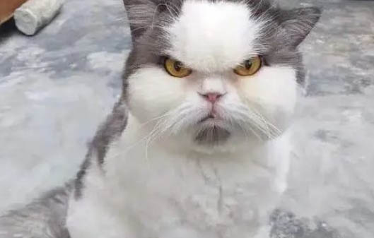 猫咪精神不好嗜睡不吃不喝原因