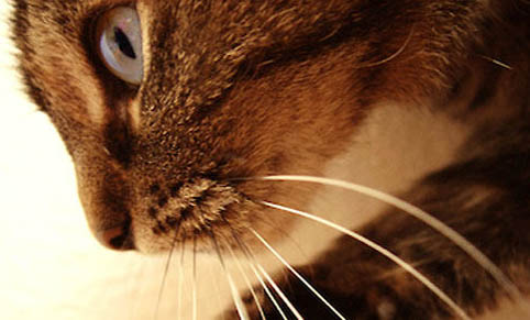 猫热的时候会吐舌头喘气吗?