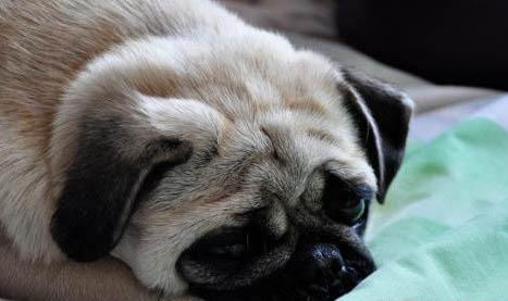 狗狗感冒为什么会睡觉呼吸不畅