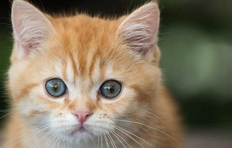 豆腐猫砂和松木猫砂哪个好