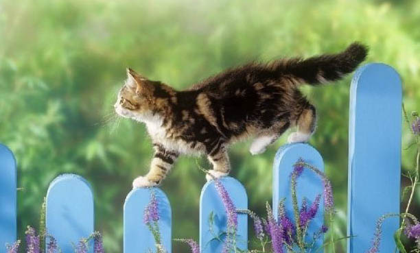猫喘气厉害怎么办