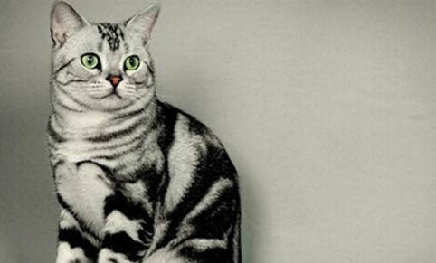 猫几个月可以吃成猫粮