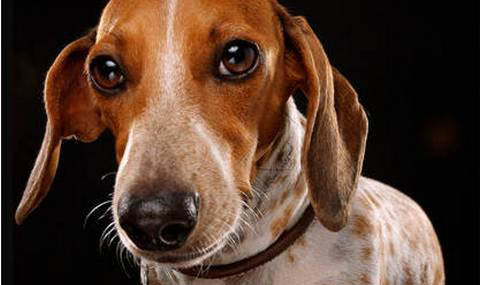 腊肠犬能吃螃蟹吗