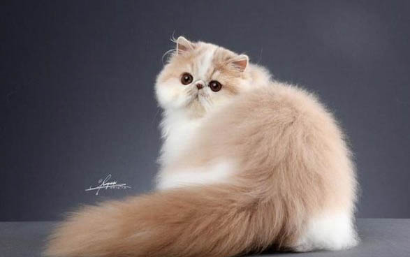 猫生了小猫之后应该给吃什么?