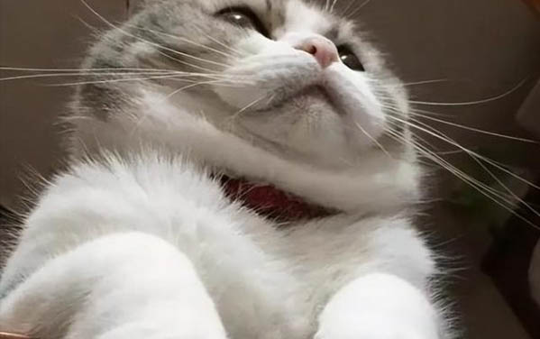 猫咪皮肤病症状