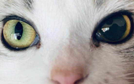 猫咪为什么一直舔自己呢