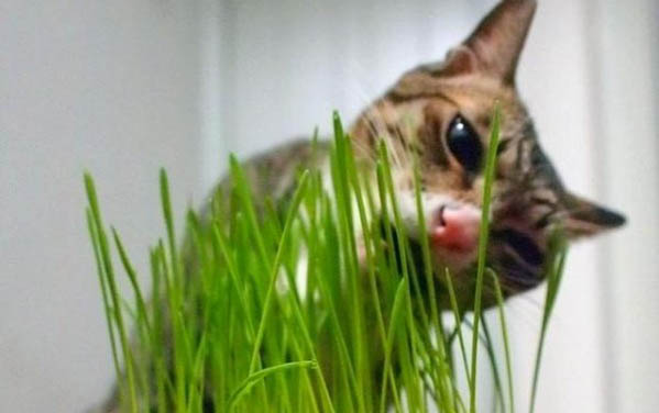 猫咪寄养可以直接不弄吗?