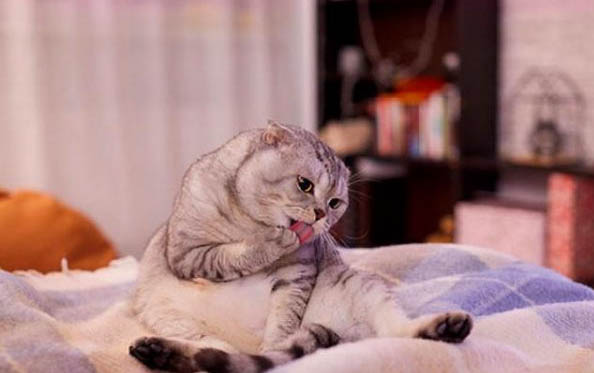 猫咪吃什么有助于排毛球