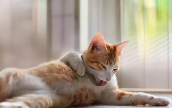 猫大便后肛门有血粘液
