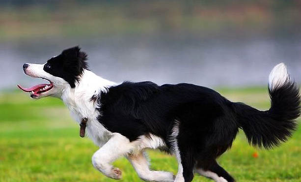 苏格兰牧羊犬为什么会口臭？