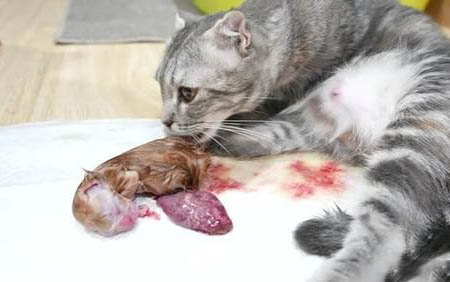 45天的小猫可以送走吗?