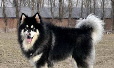阿拉斯加巨型犬多少钱一只幼犬