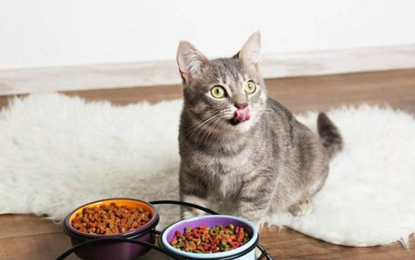 猫咪为什么老是抓人的脚啊