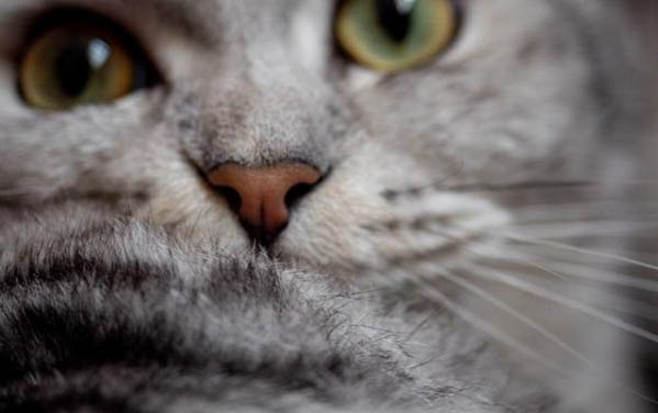 怎样养猫才能让猫听话