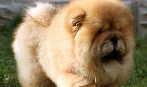 松狮犬如何配种