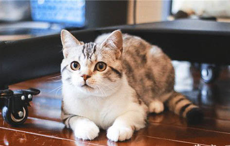 猫的耳朵里黑色的东西是什么原因